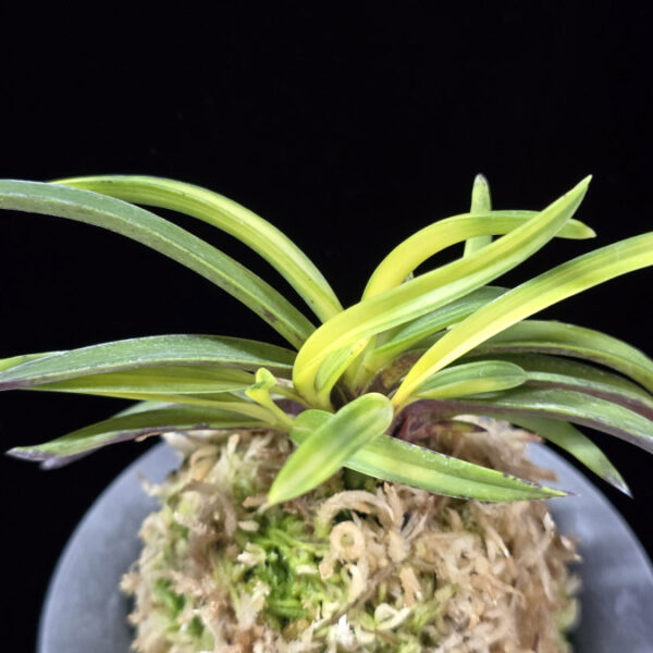 서천금 瑞泉錦 Seocheongeum (Zuiun Shima)