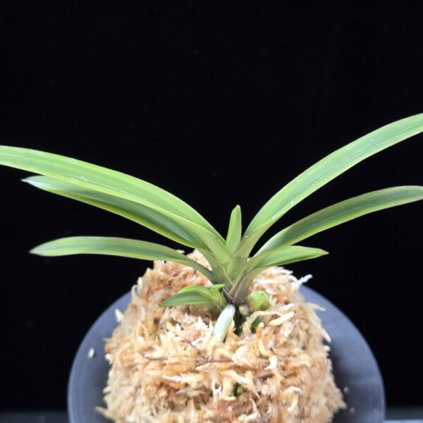 수홍 琇紅 Suhong