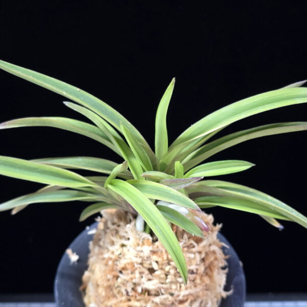 수홍 琇紅 Suhong