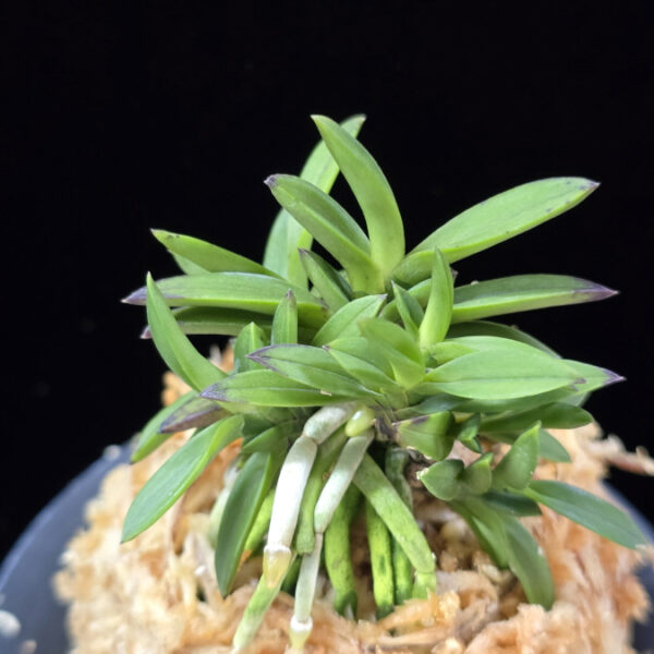 소환 小丸 Komaru