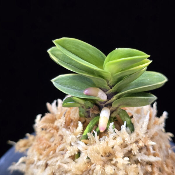 홍몽상 紅夢想 Hongmongsang