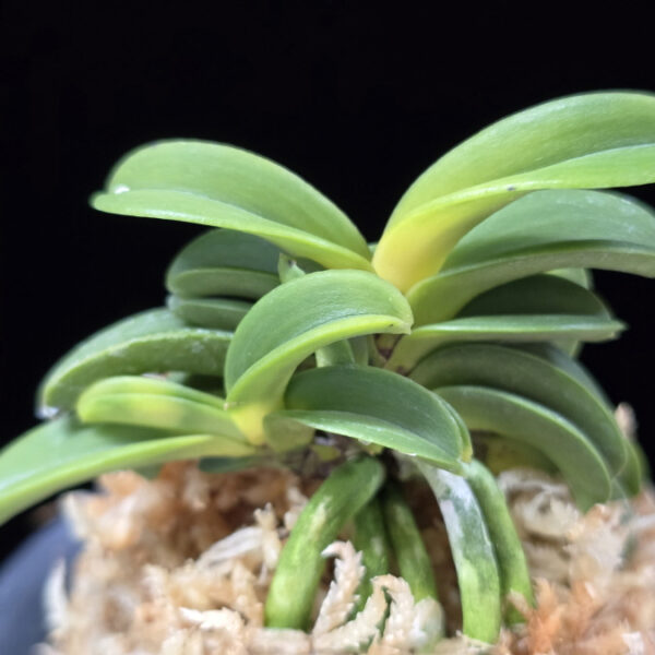 청운해 靑雲海 Seiunkai (Seikai*Zuiun)