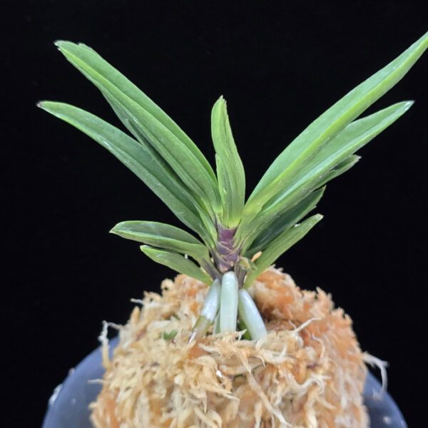 파격 破格(破天荒) Pagyeok(Hatenko)