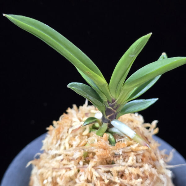 파격 破格(破天荒) Pagyeok(Hatenko)