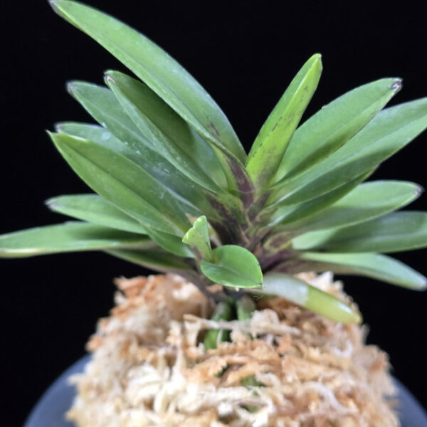 척령 鶺鴒 Sekirei