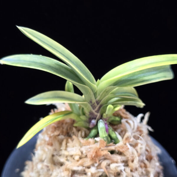 취화금 翠華錦 Suikanishiki