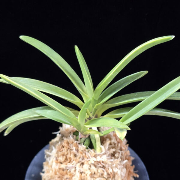 아리 娥璃 Ari (Ruby root)