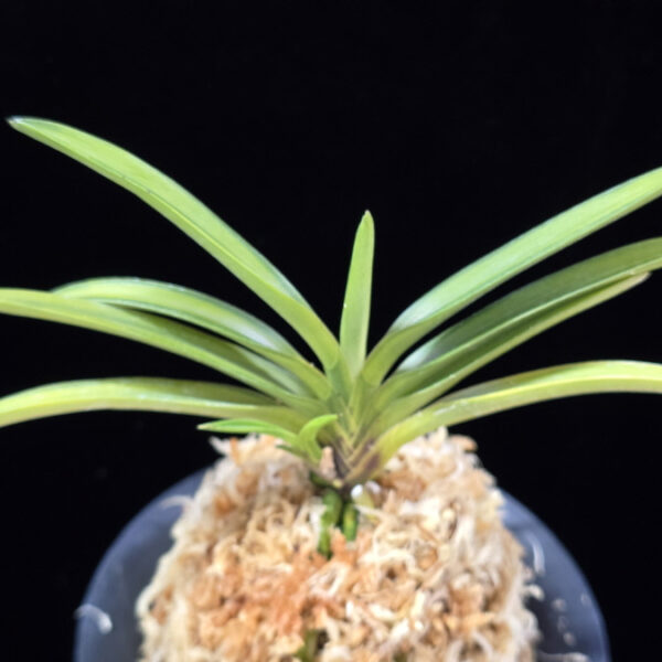 비지예 羆の誉 Higuma no Homare