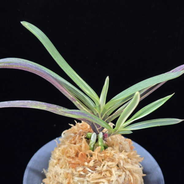 은세계 銀世界 Ginsekai