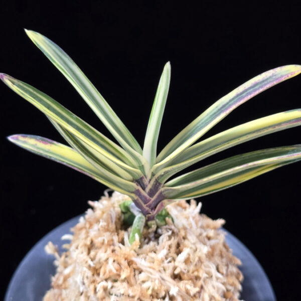 은세계 銀世界 Ginsekai