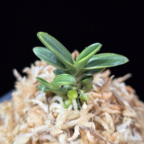 천흑 天黑 Cheonheuk