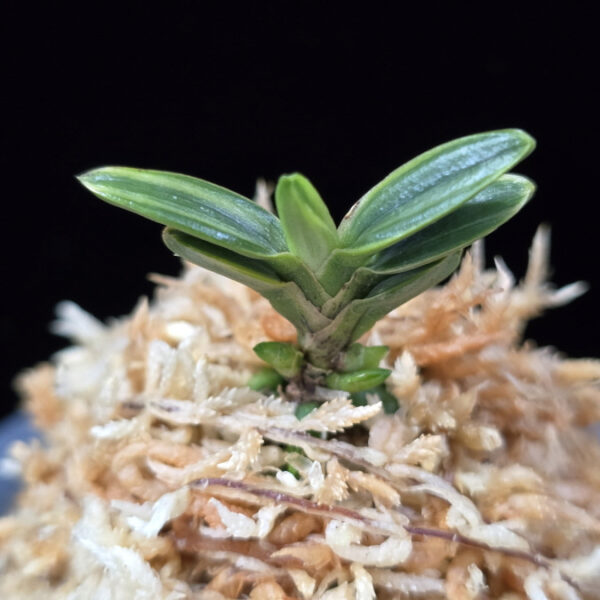 천흑 天黑 Cheonheuk