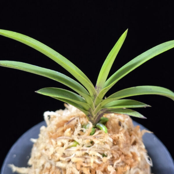 삼원홍 三元紅 Samwonhong (3 spur)