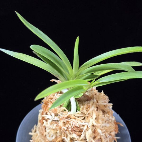 삼원홍 三元紅 Samwonhong (3 spur)