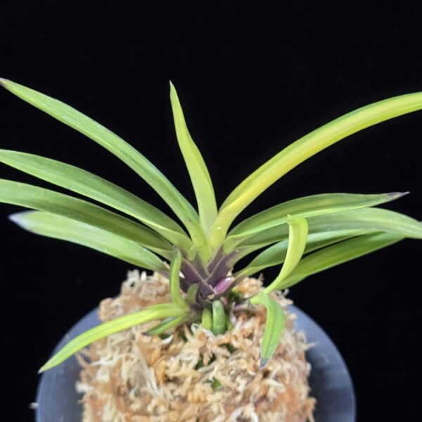 금사모단 金沙牡丹 Geumsamodan