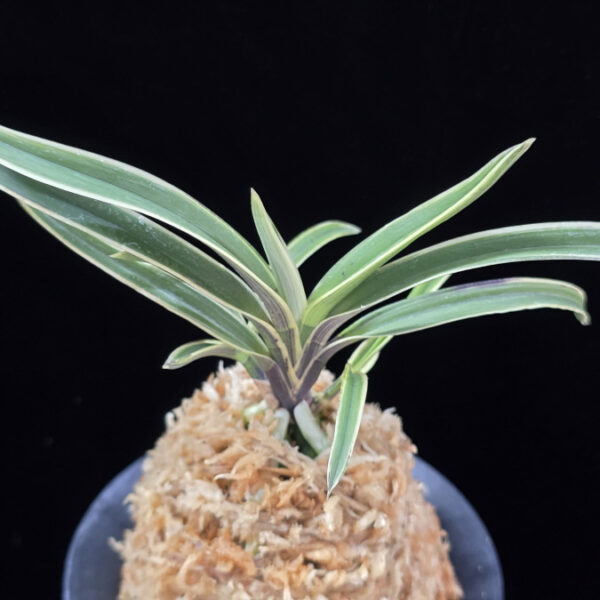 수백 琇白 Subaek