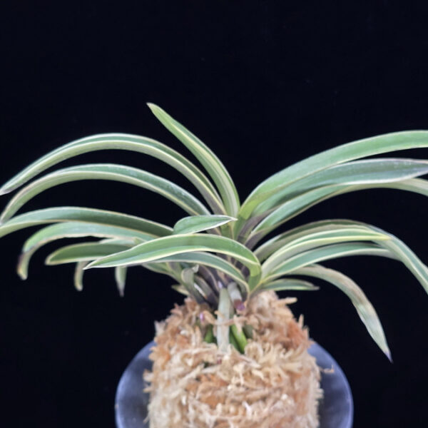 수백 琇白 Subaek