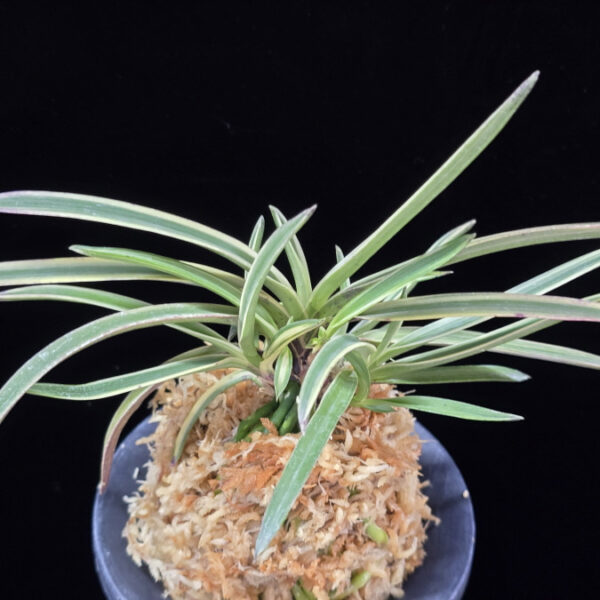 동출도 東出都 Higashidemiyako