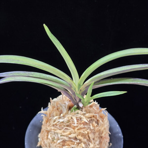 태공망 太公望 Taikobo