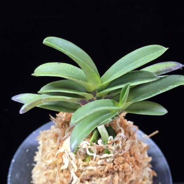 흑룡 黒龍 Kokuryu