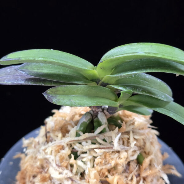 흑룡 黒龍 Kokuryu