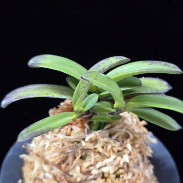 흑룡 黒龍 Kokuryu