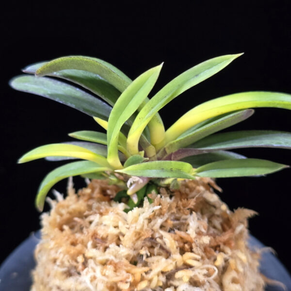 천모단 泉牡丹 Izumibotan