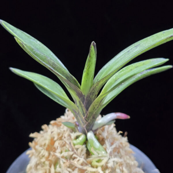 진묵 鎭墨 Jinmuk