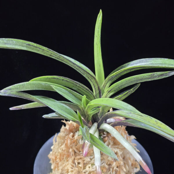 진묵 鎭墨 Jinmuk