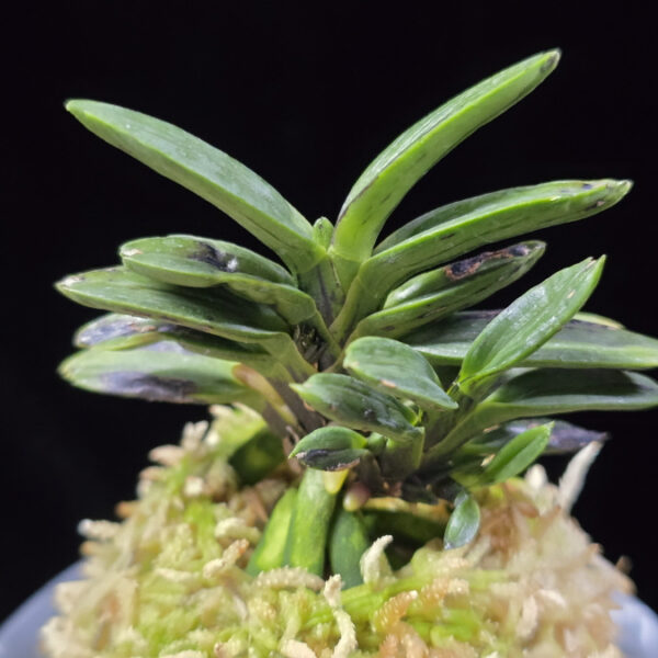 자옥 紫玉 Shigyoku