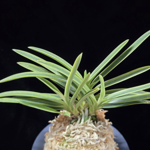 호박전 琥珀殿 Kohakuden