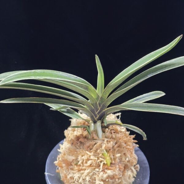 춘추 春秋 Chunchu