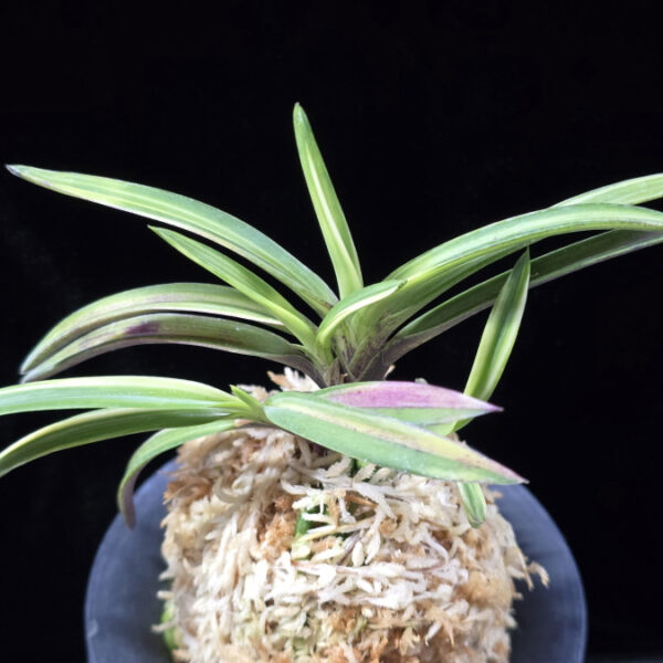 설계수 雪溪水 Seolgyesu (Setsuzan Shiroshima)