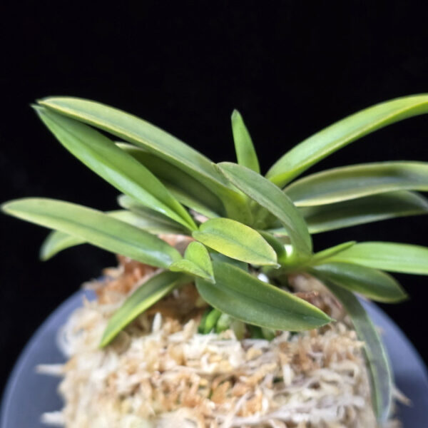 대호 大虎 Daeho (Onamisekai Tora)