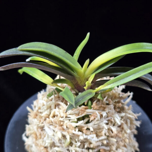 천모단 泉牡丹 Izumibotan