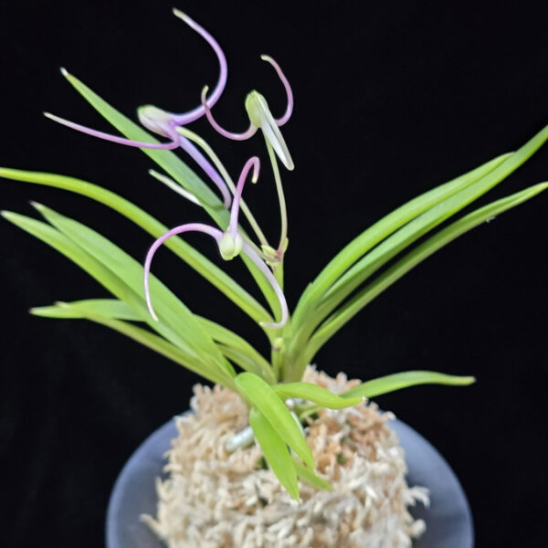 홍화선 紅花仙 Honghwaseon(3spur)