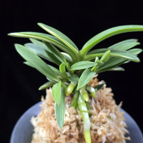 백결단엽 白潔短葉 Hakugetsu Tanba