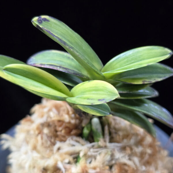 무학금 舞鶴錦 Maizuru Nishiki