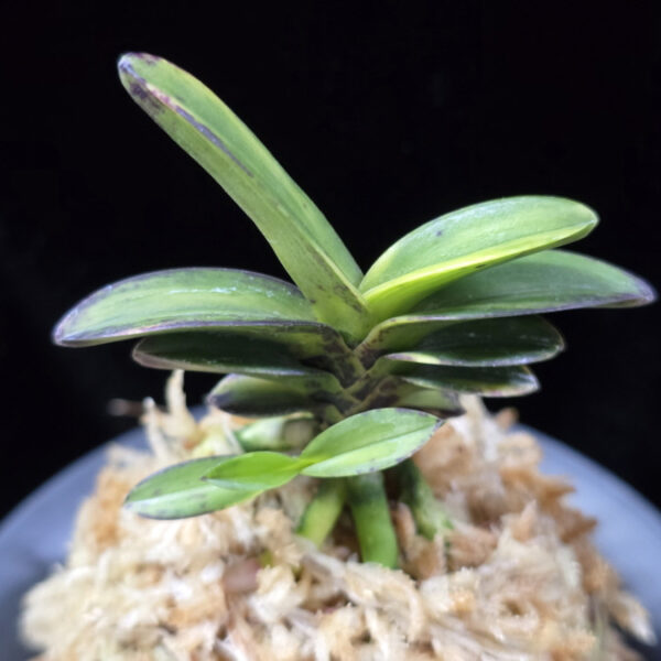 무학금 舞鶴錦 Maizuru Nishiki