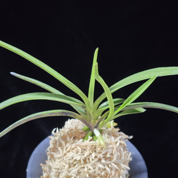 천대지수 千代之壽 Chiyo no kotobuki