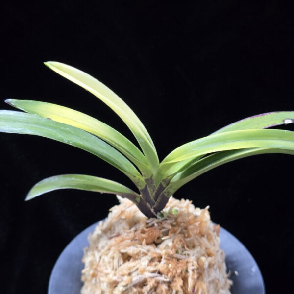 금직 錦織 Nishikiori