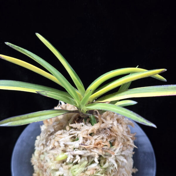 금두 金兜 Kinkabuto