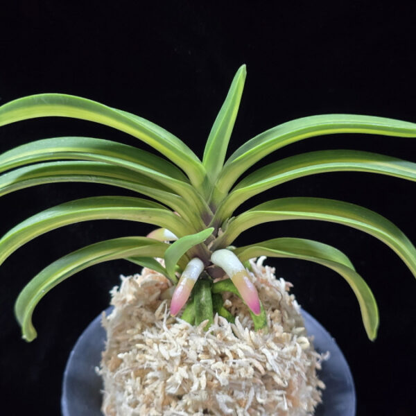 태명금 太明錦 Taemyeongguem