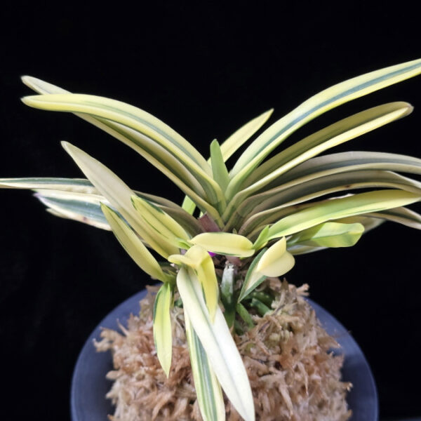 원화 源花  Wonhwa