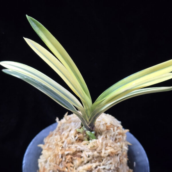 원화 源花  Wonhwa