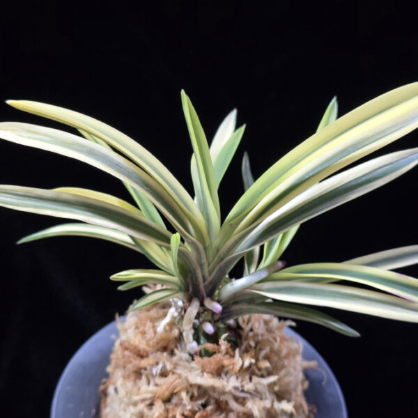 원화 源花  Wonhwa