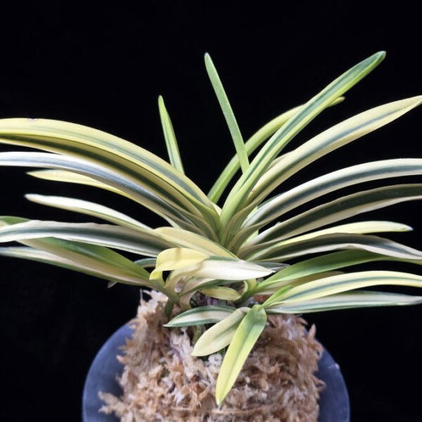 원화 源花  Wonhwa