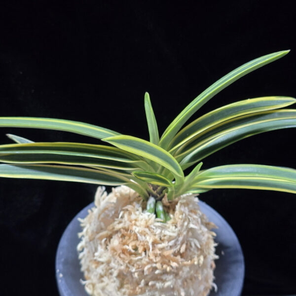 연성환 連城丸 Renjomaru