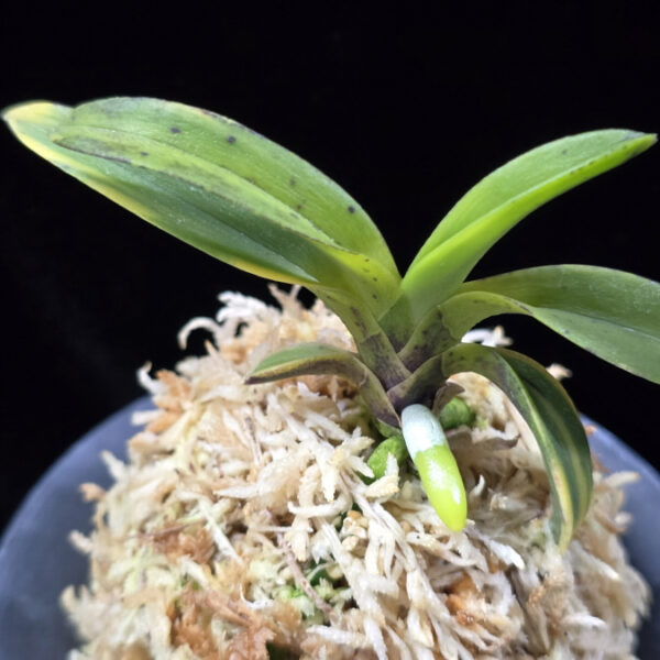 동해복륜 東海復輪 Tokai Fukurin