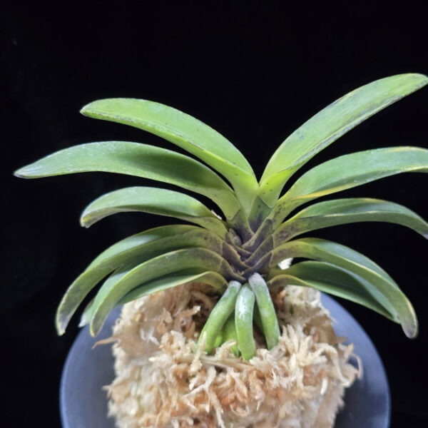 동해복륜 東海復輪 Tokai Fukurin